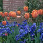 Fall Bulbs