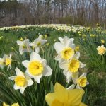 Fall Bulbs