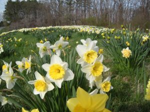 Fall Bulbs